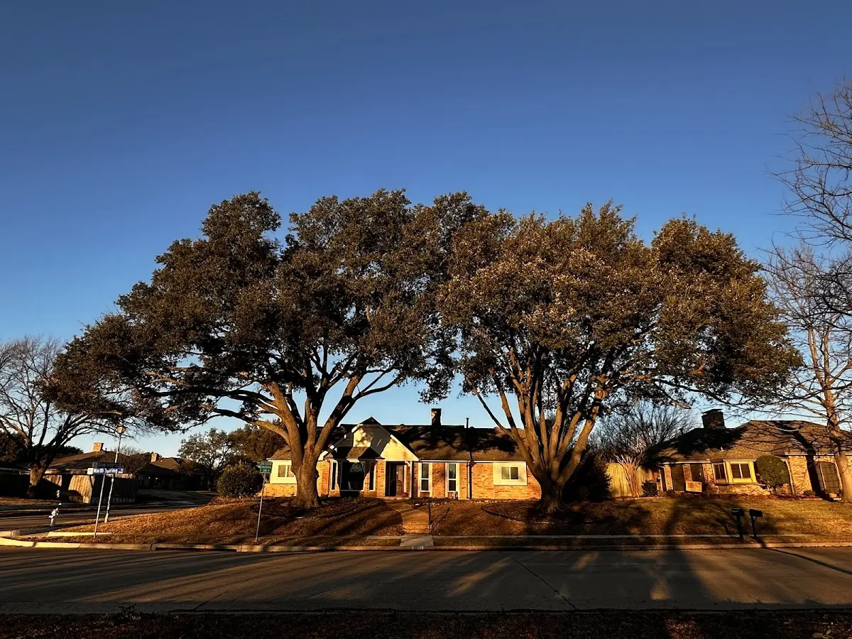 Established residential canopy tree shading a home in Villa Ridge